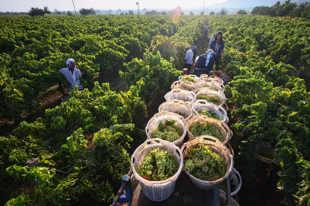 arapgirin meshur kohne uzumune don vurdu rekolte dibe vurdu 84FUdyUG