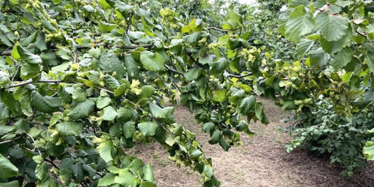 turkiyeden 124 ulkeye 300 ton ihrac edildi 2 milyar 349 milyon gelir getirdi xwwHffj4