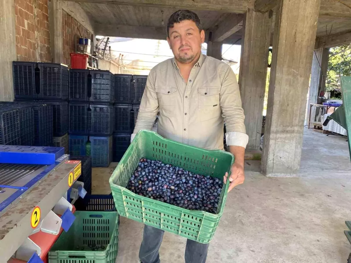 manisada 2025 zeytin hasadi basladi kalite ve fiyatlar ureticiyi sevindiriyor YKMC3QPT.jpg