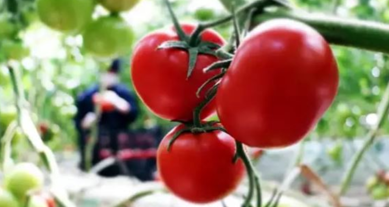 tarlada 6 lira olan domates sofrada 40 lira crxrQbzK