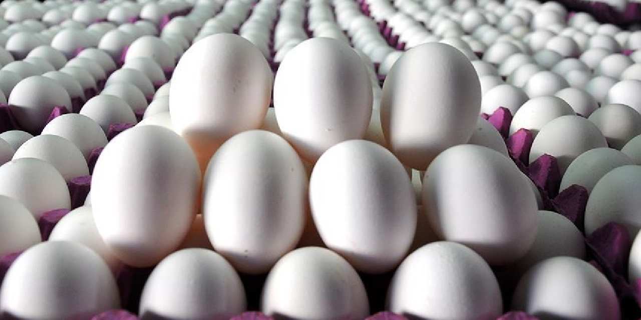 tuik acikladi yumurta azaldi 1Hpm2jOs.jpg