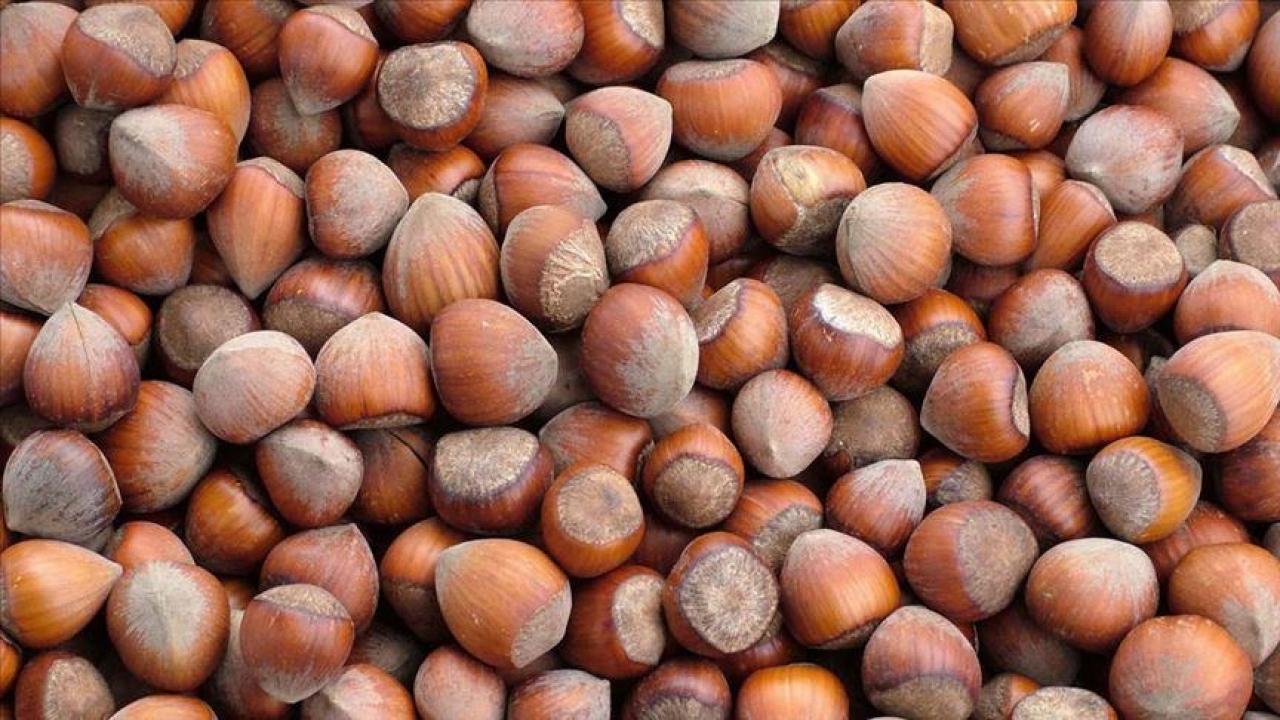 trabzonun 10 aylik findik ihracati 500 milyon dolari asti tBl6l5Ta.jpg