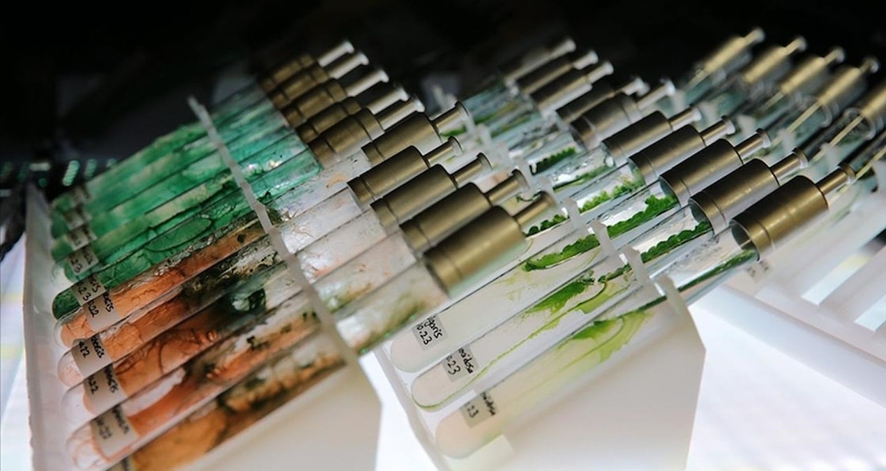 turk bilim insanlarindan dunya capinda bulus murekkep baligindan dogal gunes kremi CsLhsy3i.jpg