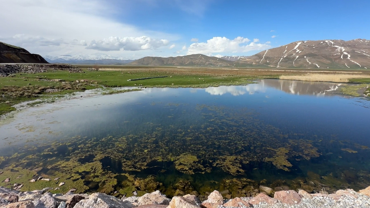 Yüksekova’da Doğanın Sırrı: Sürü Halindeki Yılanlar